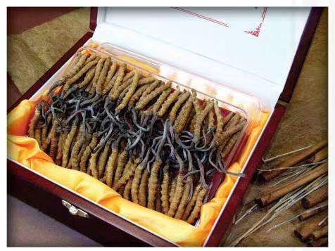 海伦冬虫夏草回收